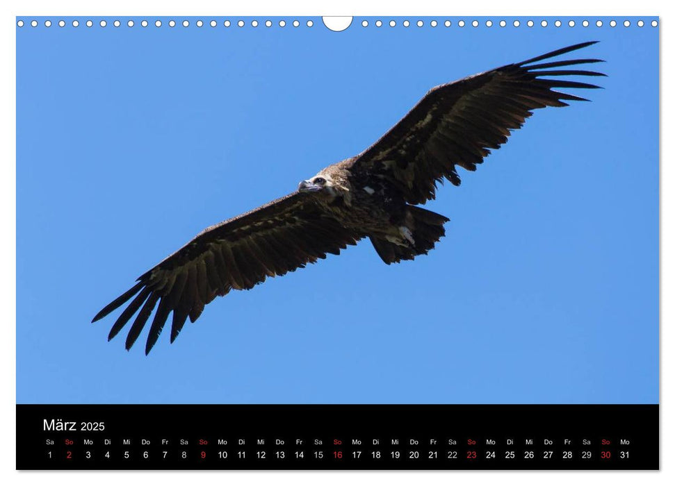 Serra de Tramuntana Mallorca (CALVENDO Wandkalender 2025)