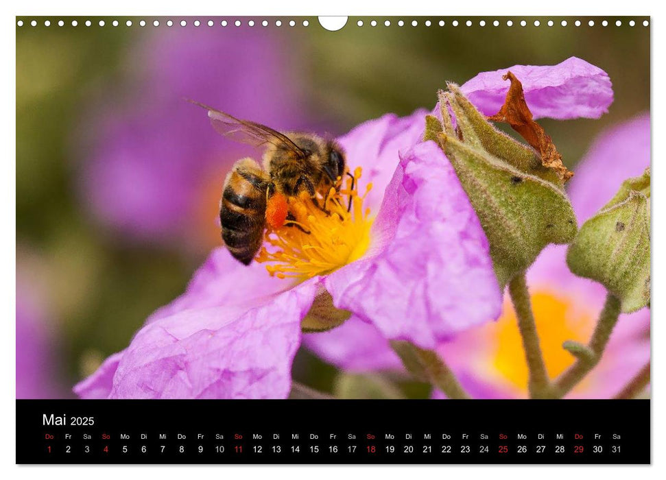 Serra de Tramuntana Mallorca (CALVENDO Wandkalender 2025)