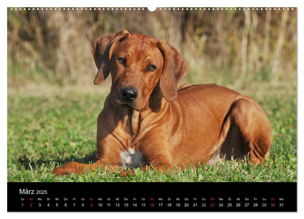 Rhodesian Ridgeback 2025 (CALVENDO Premium Wandkalender 2025)