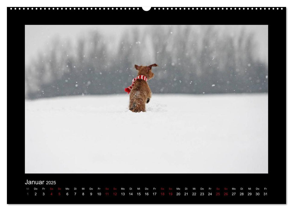 Elli Pirelli... aus dem Leben eines fröhlichen Pinscher-Dackel-Mädels (CALVENDO Wandkalender 2025)