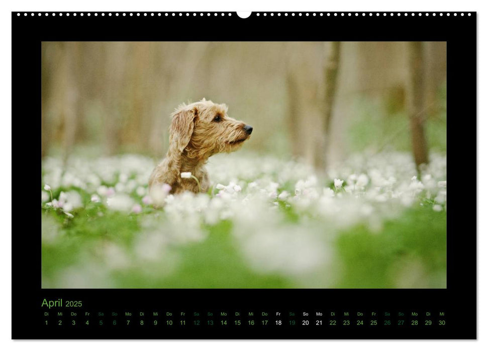 Elli Pirelli... aus dem Leben eines fröhlichen Pinscher-Dackel-Mädels (CALVENDO Wandkalender 2025)