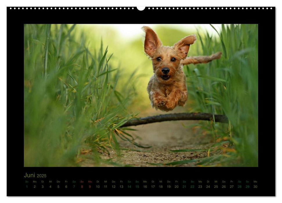 Elli Pirelli... aus dem Leben eines fröhlichen Pinscher-Dackel-Mädels (CALVENDO Wandkalender 2025)