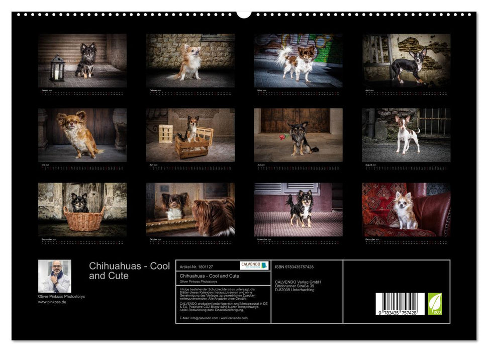 Chihuahuas - Cool and Cute (CALVENDO Premium Wandkalender 2025)