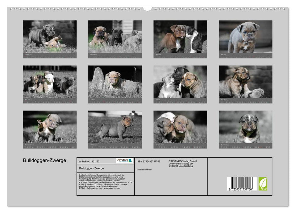 Bulldoggen-Zwerge (CALVENDO Premium Wandkalender 2025)