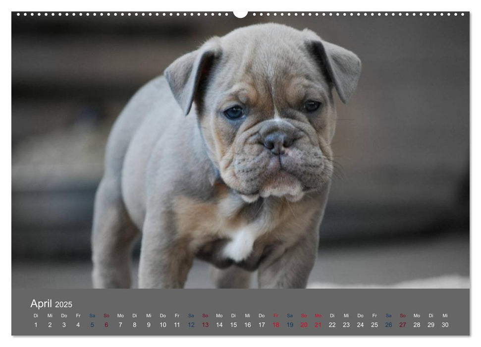 Bulldoggen-Zwerge (CALVENDO Premium Wandkalender 2025)