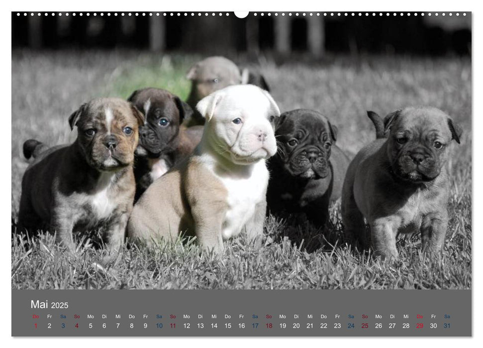 Bulldoggen-Zwerge (CALVENDO Premium Wandkalender 2025)