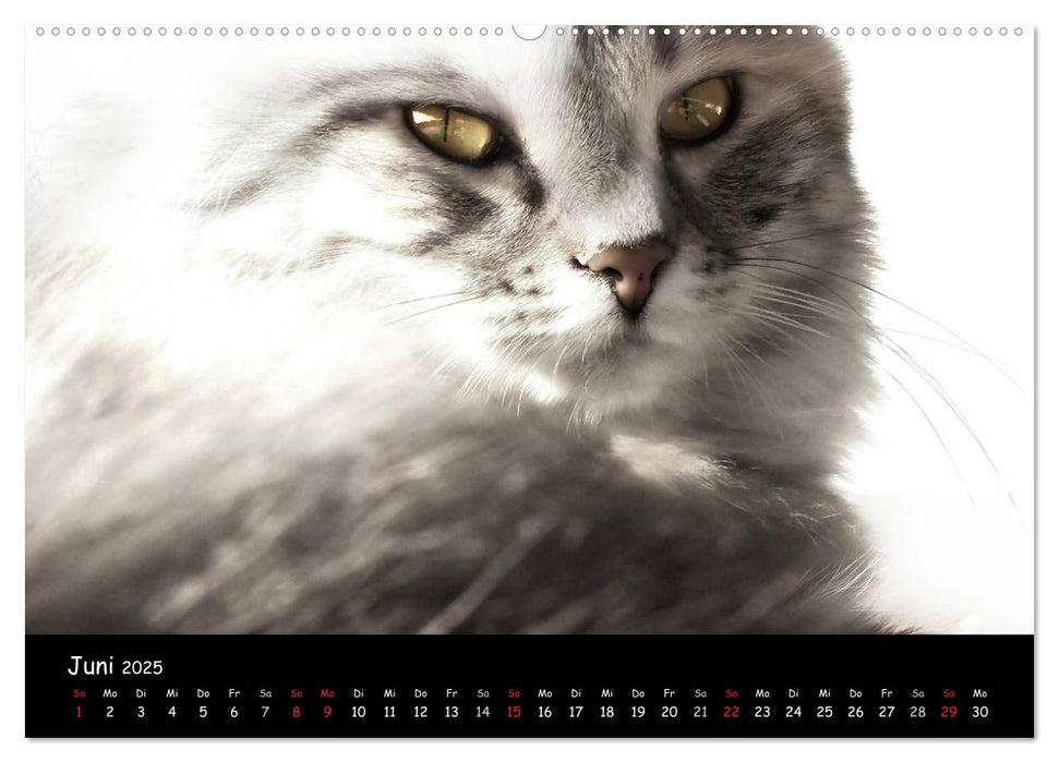 Katzen Blues (CALVENDO Wandkalender 2025)