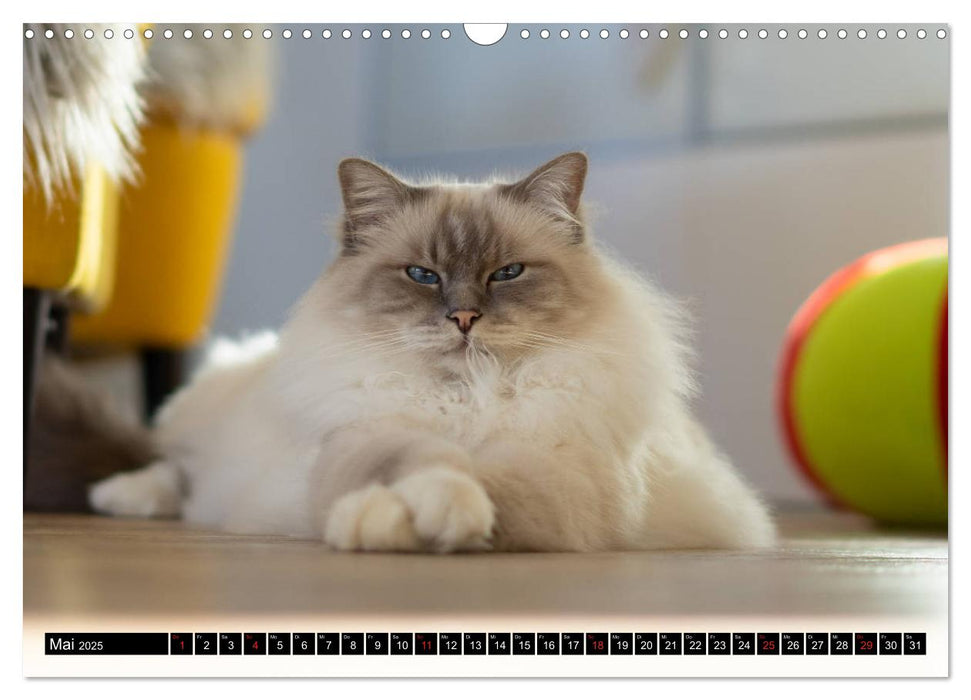 Heilige Birma Katzenkalender (CALVENDO Wandkalender 2025)