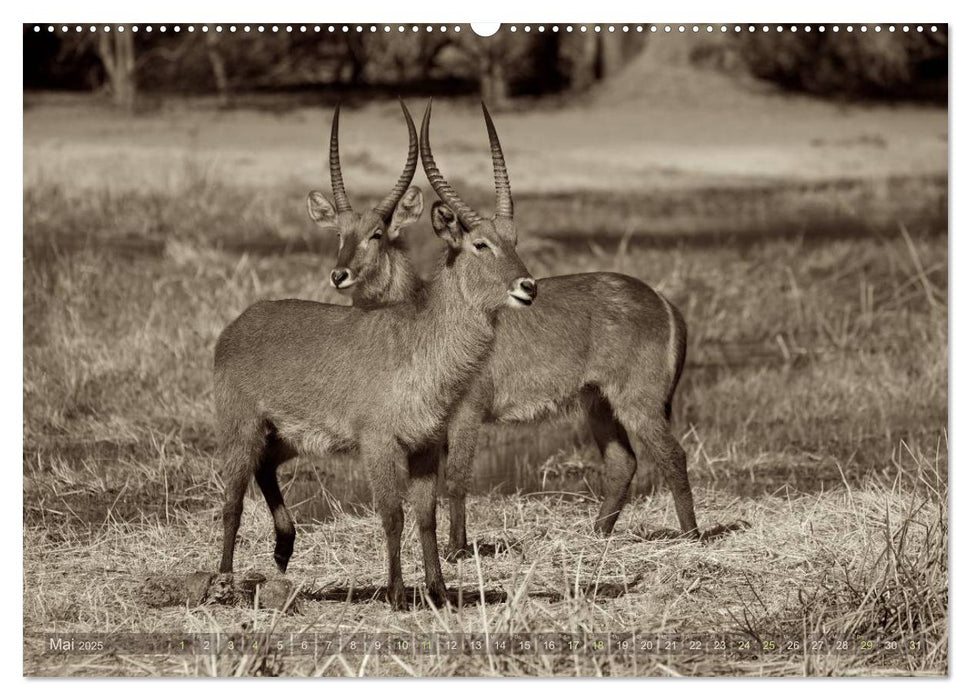 Botswana – Impressionen aus Afrika (CALVENDO Premium Wandkalender 2025)