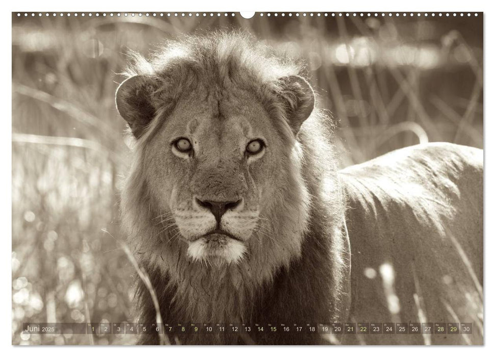 Botswana – Impressionen aus Afrika (CALVENDO Premium Wandkalender 2025)