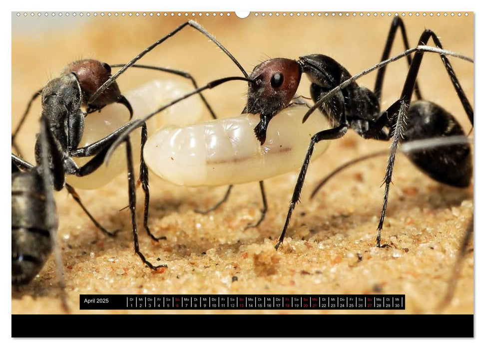 Exotische Ameisen (CALVENDO Premium Wandkalender 2025)
