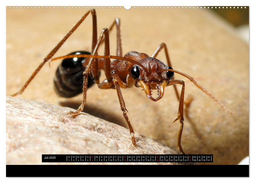 Exotische Ameisen (CALVENDO Premium Wandkalender 2025)