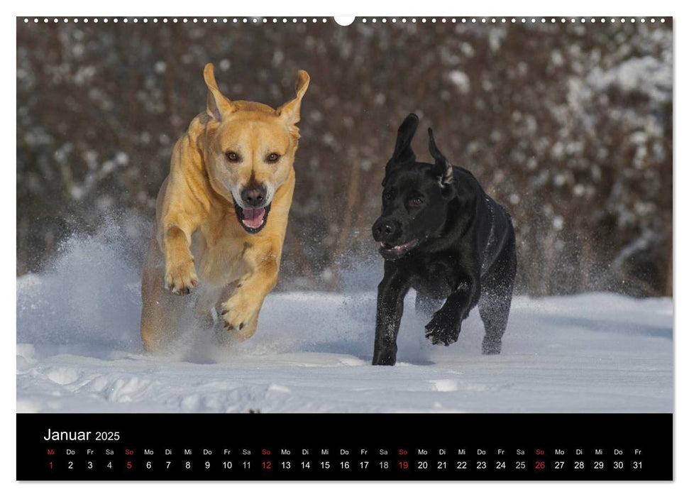 Labrador Retriever 2025 (CALVENDO Premium Wandkalender 2025)