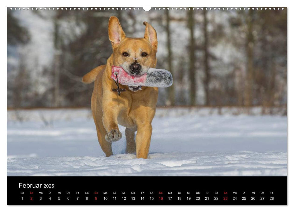 Labrador Retriever 2025 (CALVENDO Premium Wandkalender 2025)