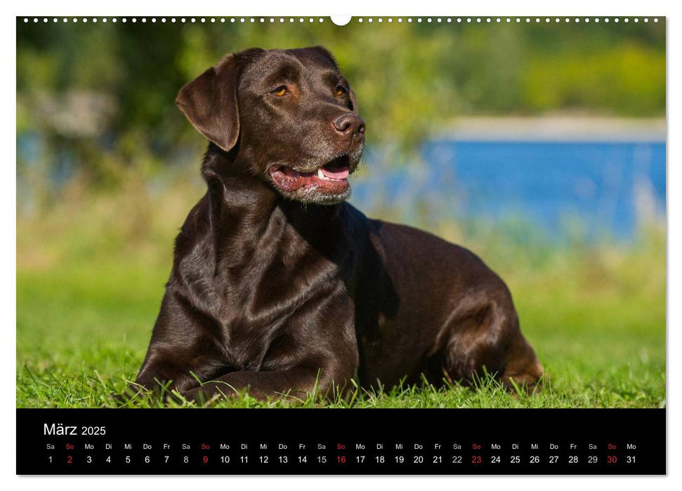 Labrador Retriever 2025 (CALVENDO Premium Wandkalender 2025)