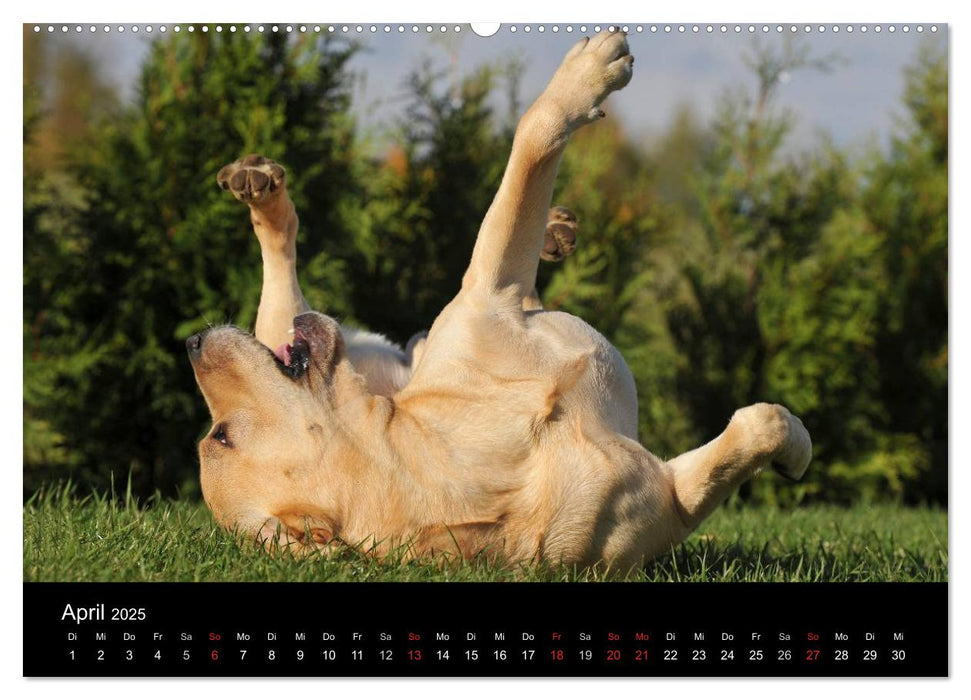 Labrador Retriever 2025 (CALVENDO Premium Wandkalender 2025)