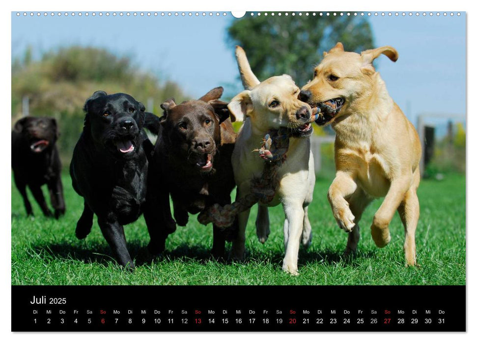 Labrador Retriever 2025 (CALVENDO Premium Wandkalender 2025)