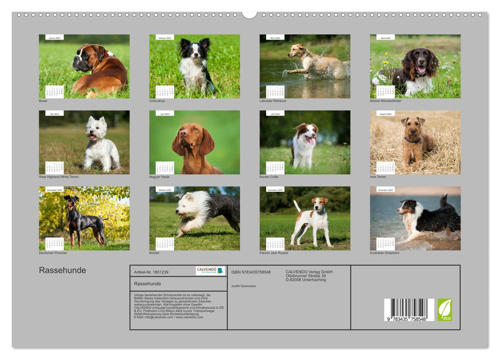 Rassehunde (CALVENDO Premium Wandkalender 2025)