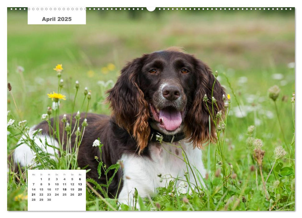 Rassehunde (CALVENDO Premium Wandkalender 2025)