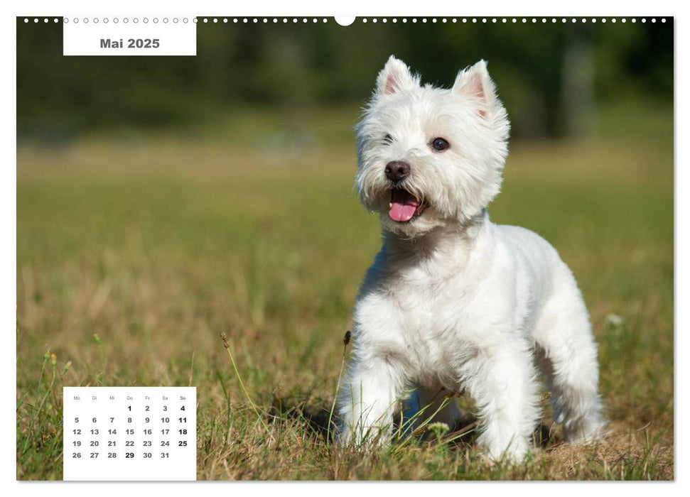 Rassehunde (CALVENDO Premium Wandkalender 2025)