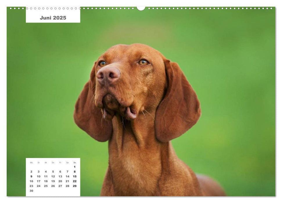 Rassehunde (CALVENDO Premium Wandkalender 2025)