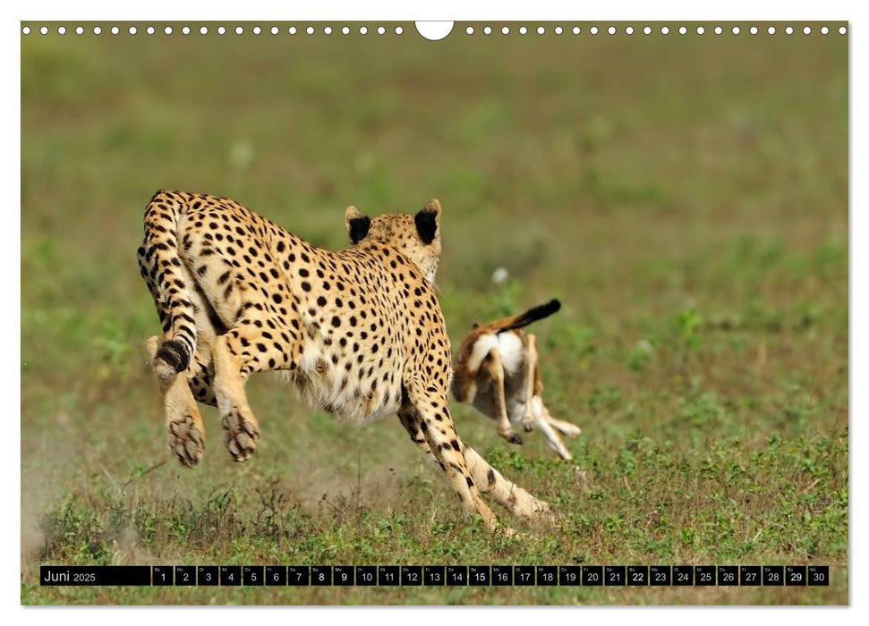 Magie des Augenblicks: Geparde - verschmuste Raubkatzen (CALVENDO Wandkalender 2025)