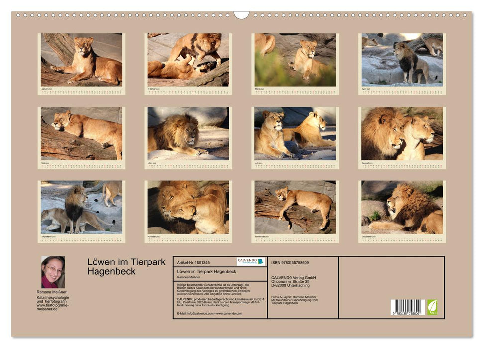 Löwen im Tierpark Hagenbeck (CALVENDO Wandkalender 2025)