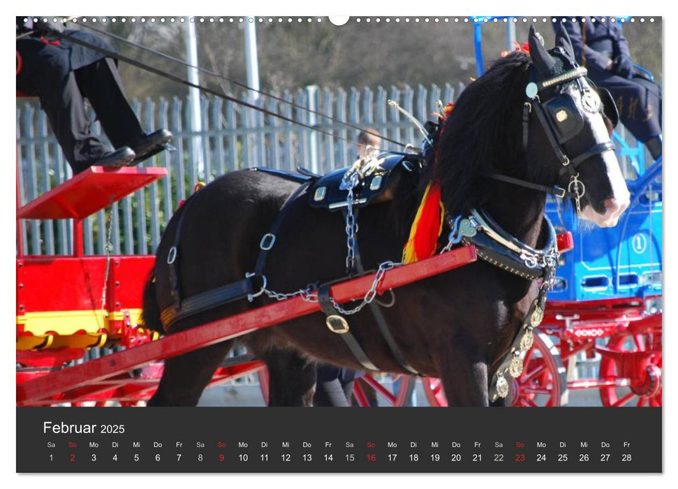 Shire Horse • Prunkvolle Giganten (CALVENDO Premium Wandkalender 2025)