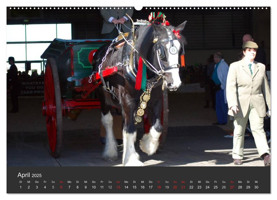 Shire Horse • Prunkvolle Giganten (CALVENDO Premium Wandkalender 2025)