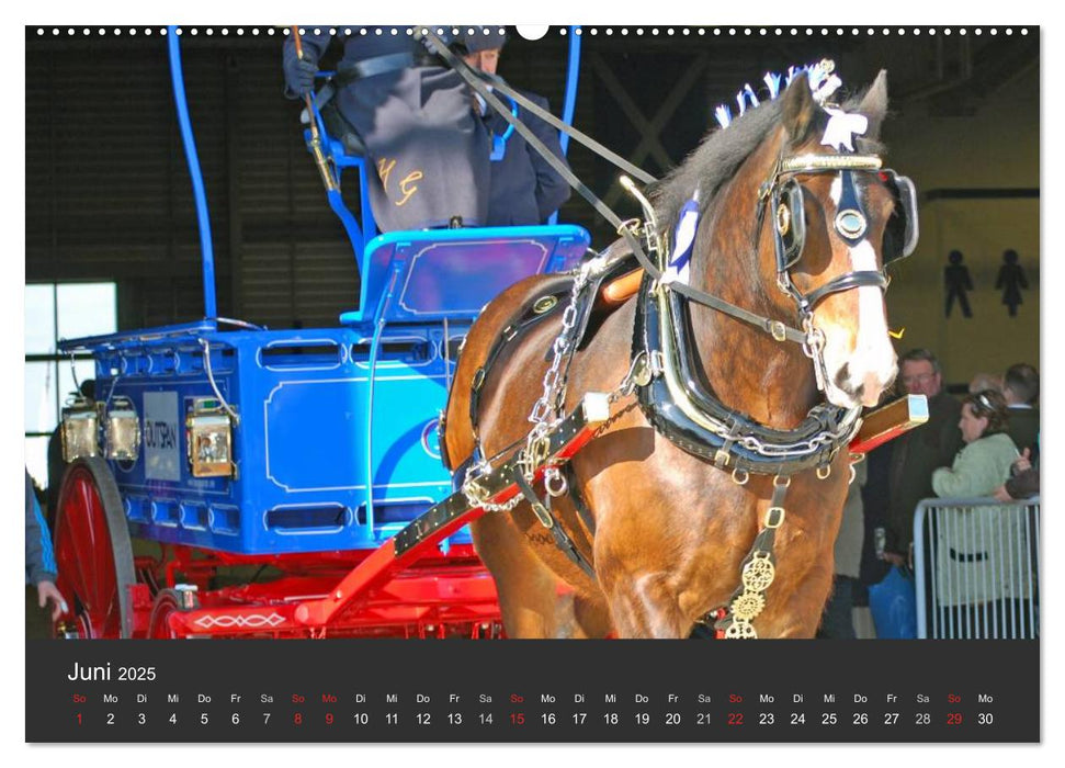 Shire Horse • Prunkvolle Giganten (CALVENDO Premium Wandkalender 2025)