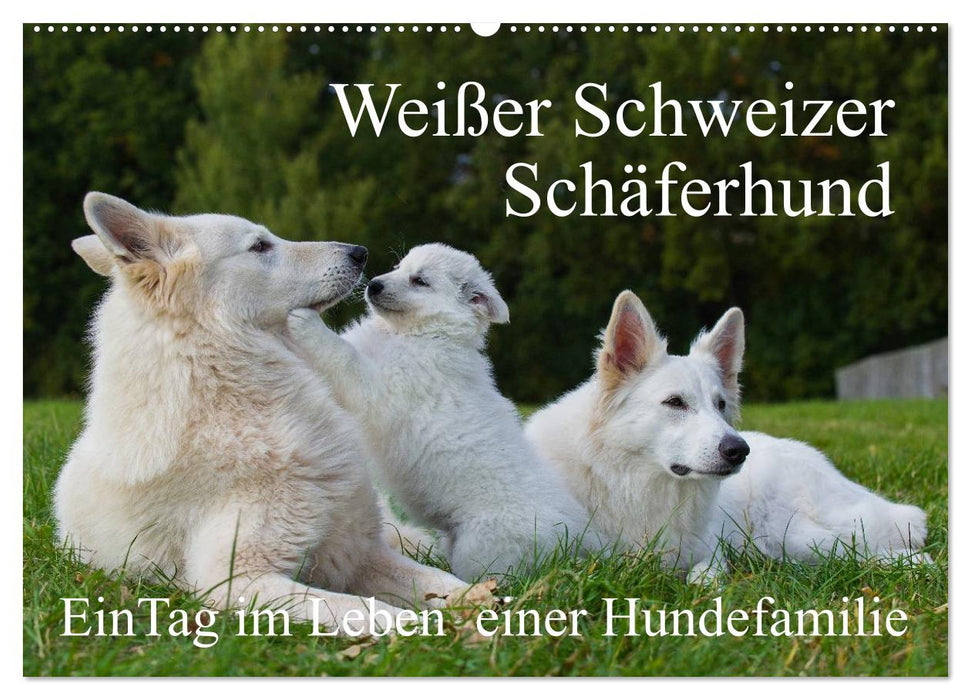 Weißer Schweizer Schäferhund - Ein Tag im Leben einer Hundefamilie (CALVENDO Wandkalender 2025)