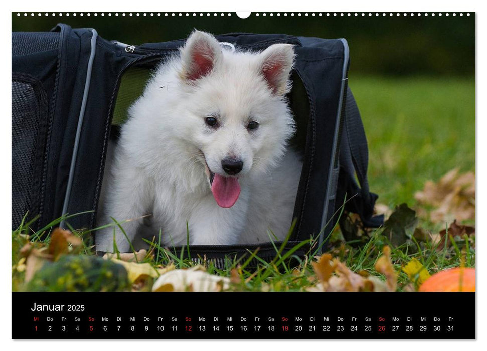 Weißer Schweizer Schäferhund - Ein Tag im Leben einer Hundefamilie (CALVENDO Wandkalender 2025)