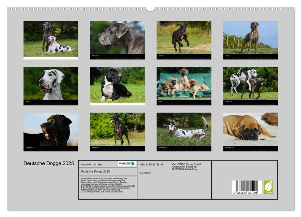 Deutsche Dogge 2025 (CALVENDO Premium Wandkalender 2025)