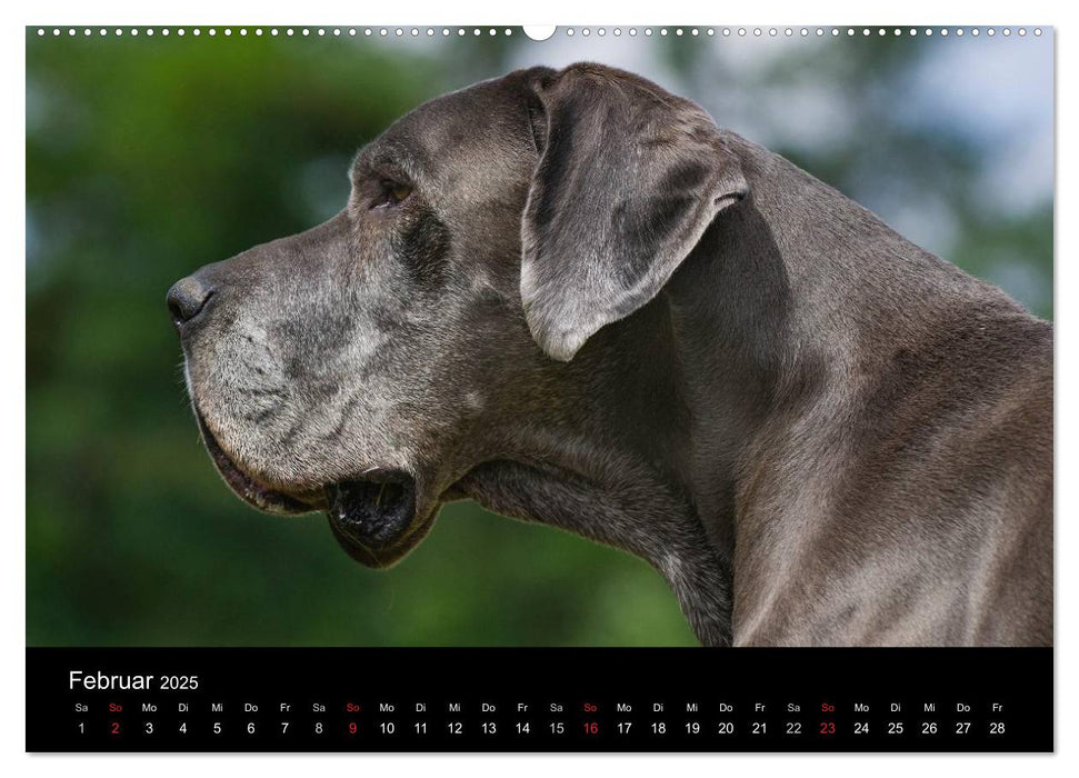 Deutsche Dogge 2025 (CALVENDO Premium Wandkalender 2025)