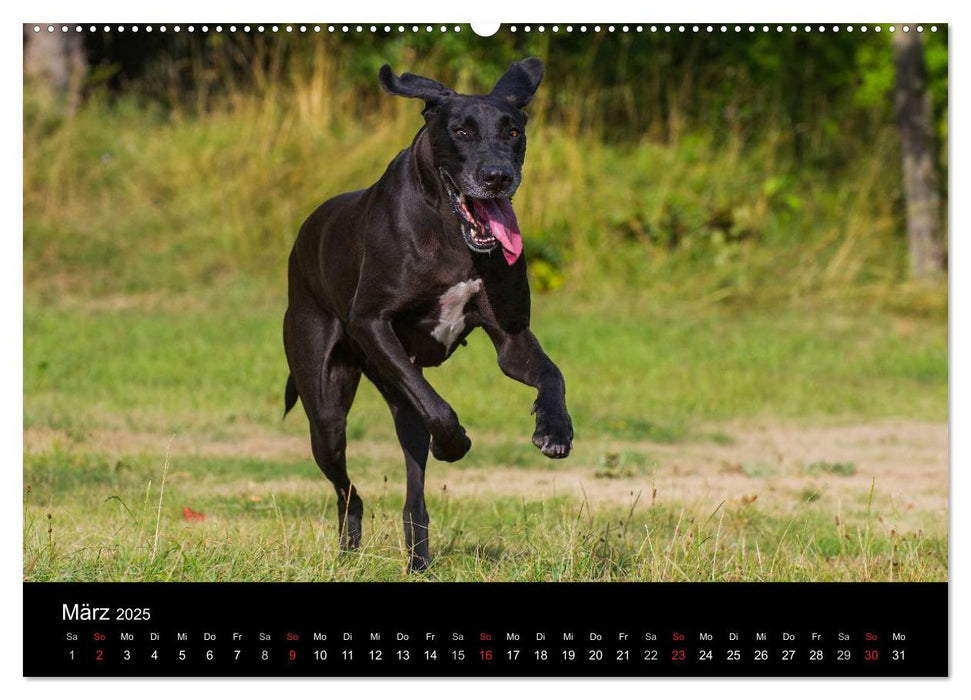 Deutsche Dogge 2025 (CALVENDO Premium Wandkalender 2025)