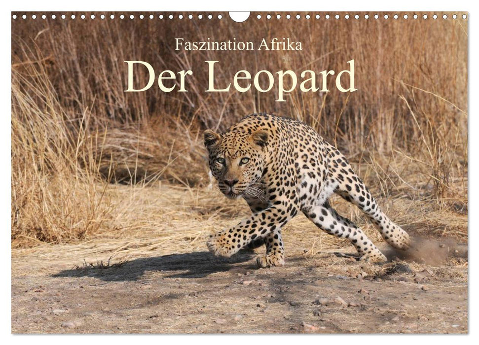 Faszination Afrika: Der Leopard (CALVENDO Wandkalender 2025)