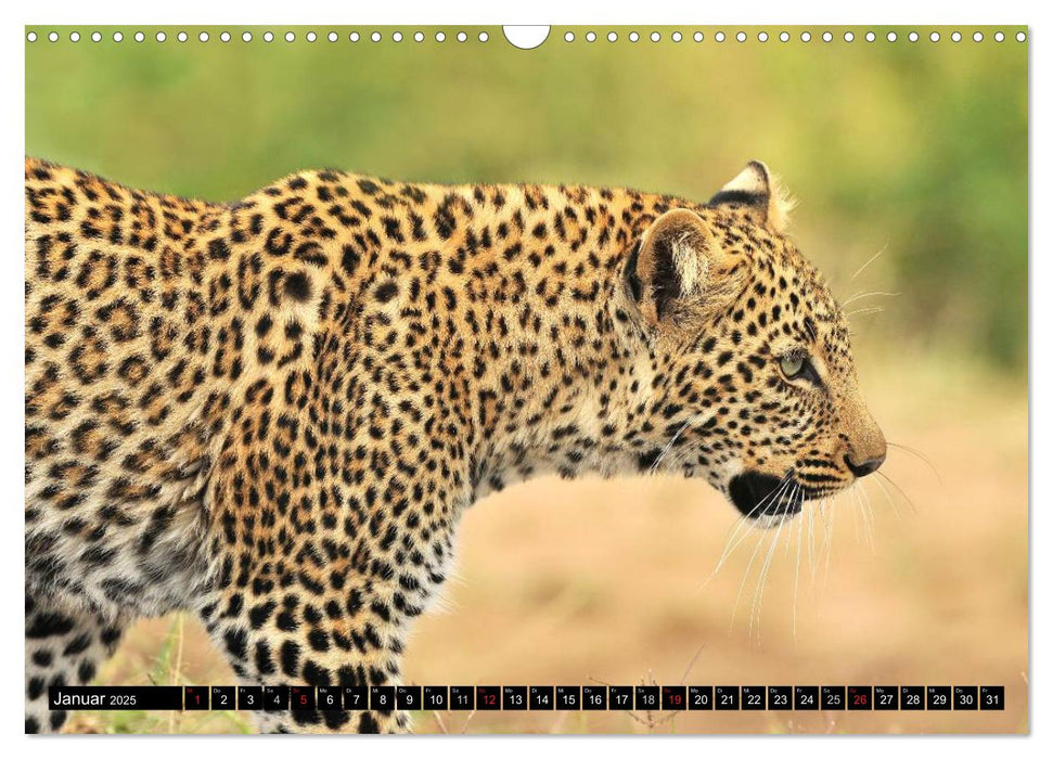 Faszination Afrika: Der Leopard (CALVENDO Wandkalender 2025)