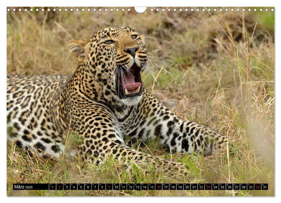 Faszination Afrika: Der Leopard (CALVENDO Wandkalender 2025)