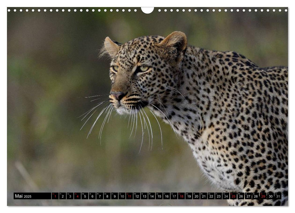 Faszination Afrika: Der Leopard (CALVENDO Wandkalender 2025)