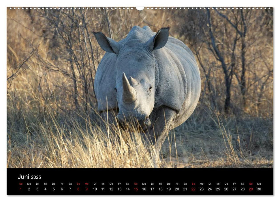 Naturerlebnis Botswana (CALVENDO Premium Wandkalender 2025)