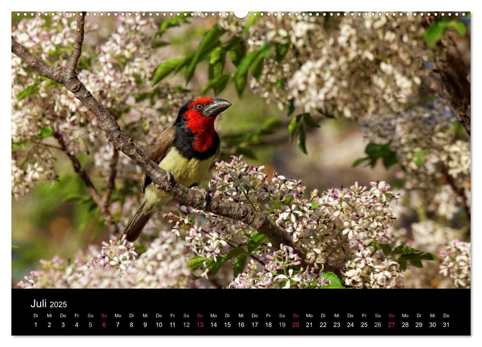 Naturerlebnis Botswana (CALVENDO Premium Wandkalender 2025)