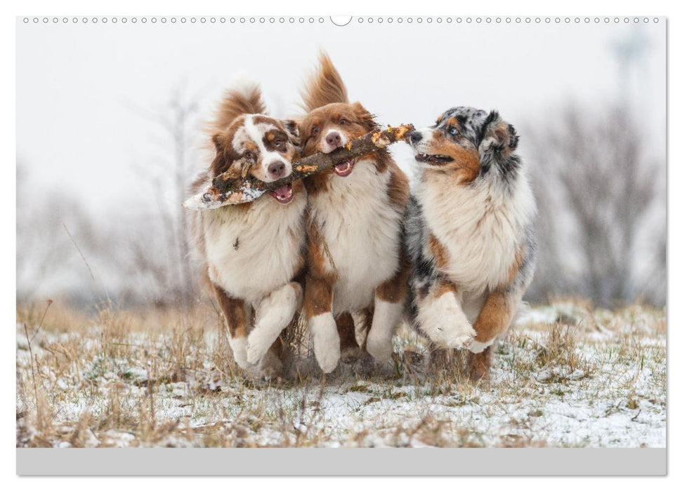 Mit Aussies unterwegs - Die bunte Welt der Australian Shepherds (CALVENDO Premium Wandkalender 2025)