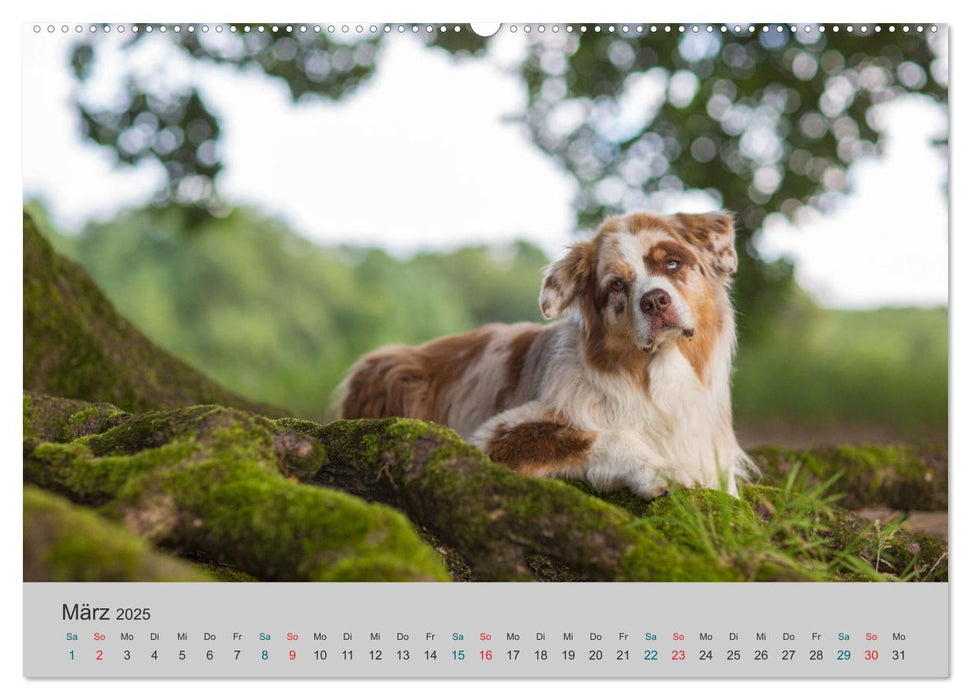 Mit Aussies unterwegs - Die bunte Welt der Australian Shepherds (CALVENDO Premium Wandkalender 2025)