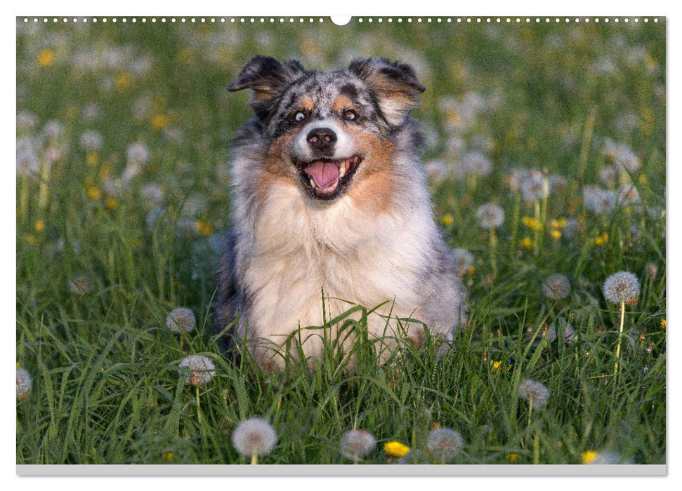 Mit Aussies unterwegs - Die bunte Welt der Australian Shepherds (CALVENDO Premium Wandkalender 2025)