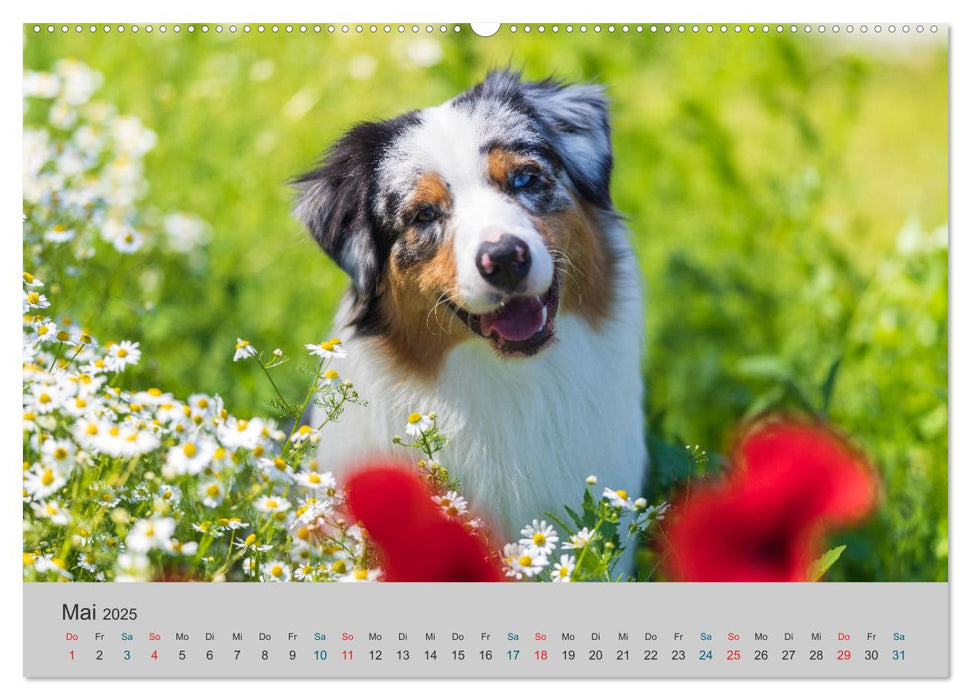 Mit Aussies unterwegs - Die bunte Welt der Australian Shepherds (CALVENDO Premium Wandkalender 2025)