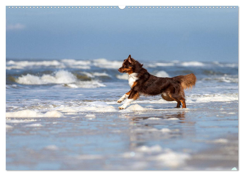 Mit Aussies unterwegs - Die bunte Welt der Australian Shepherds (CALVENDO Premium Wandkalender 2025)