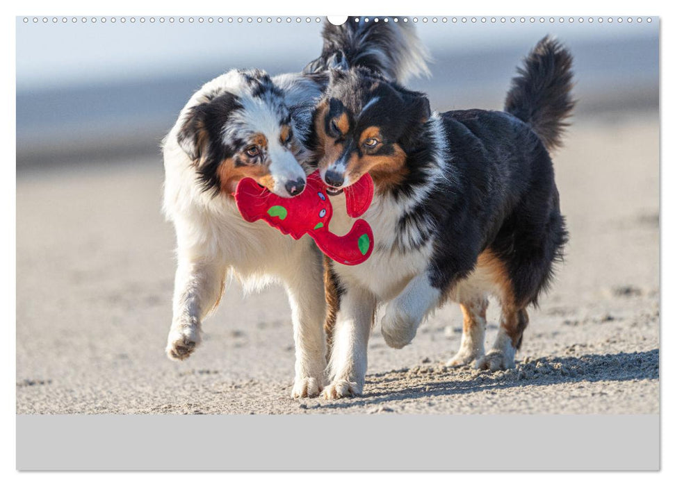 Mit Aussies unterwegs - Die bunte Welt der Australian Shepherds (CALVENDO Premium Wandkalender 2025)