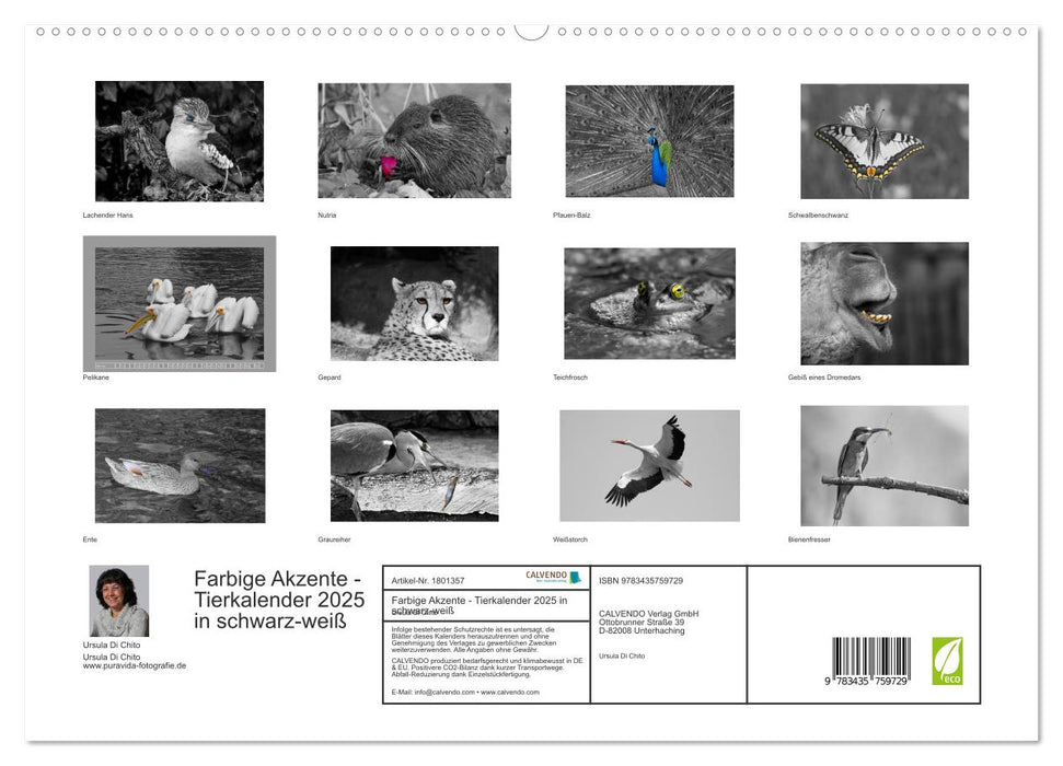 Farbige Akzente - Tierkalender 2025 in schwarz-weiß (CALVENDO Premium Wandkalender 2025)