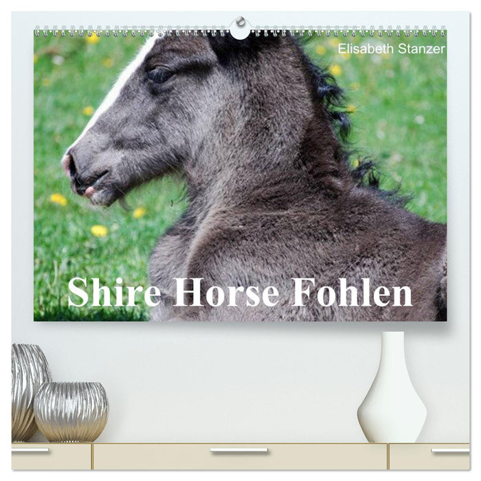 Shire Horse Fohlen (CALVENDO Premium Wandkalender 2025)