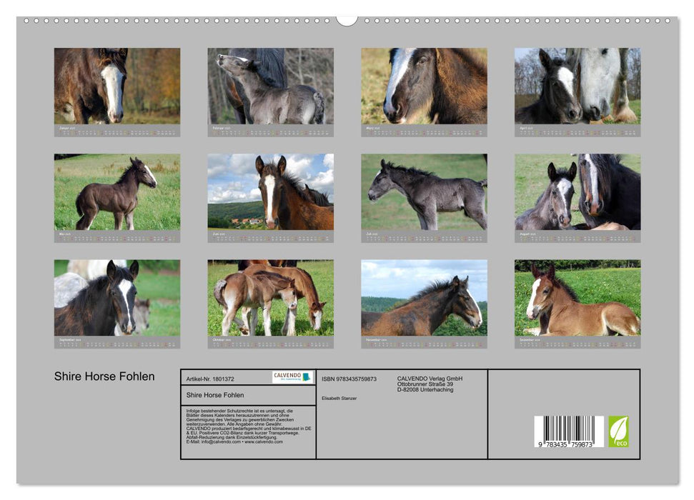 Shire Horse Fohlen (CALVENDO Premium Wandkalender 2025)